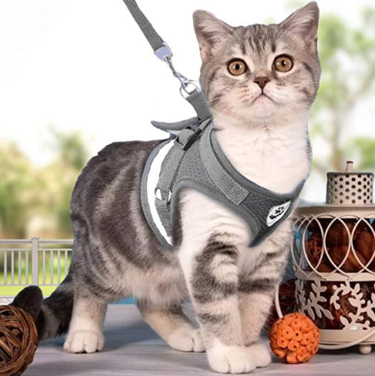 Kattesele Med Snor - AdventureKit til Sikker Gåture 6